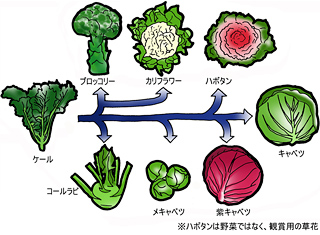 野菜の無農薬栽培が難しいのはなぜか 松本自然農園