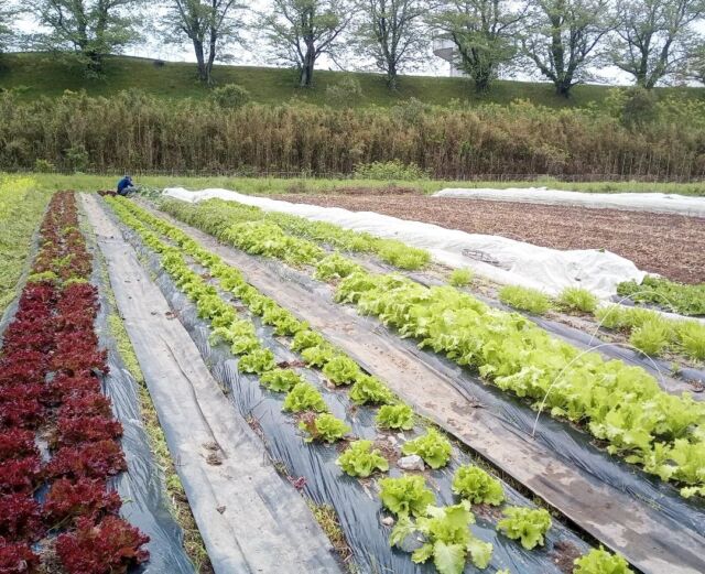 松本自然農園 | 有機野菜よりこだわり無農薬・無化学肥料によって栽培