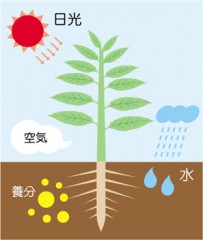植物の葉と根